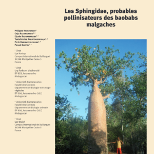 Sphingidae : Pollinisateurs des baobabs endémiques de Madagascar