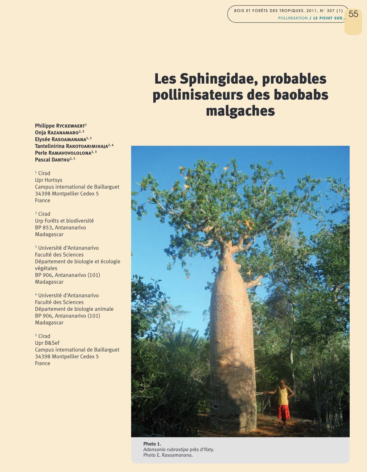 Sphingidae : Pollinisateurs des baobabs endémiques de Madagascar